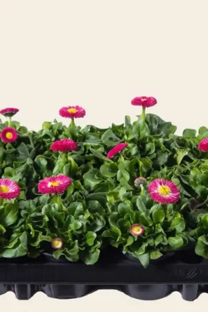 Bellis Roze - Tray 12 st. - Hoge kwaliteit