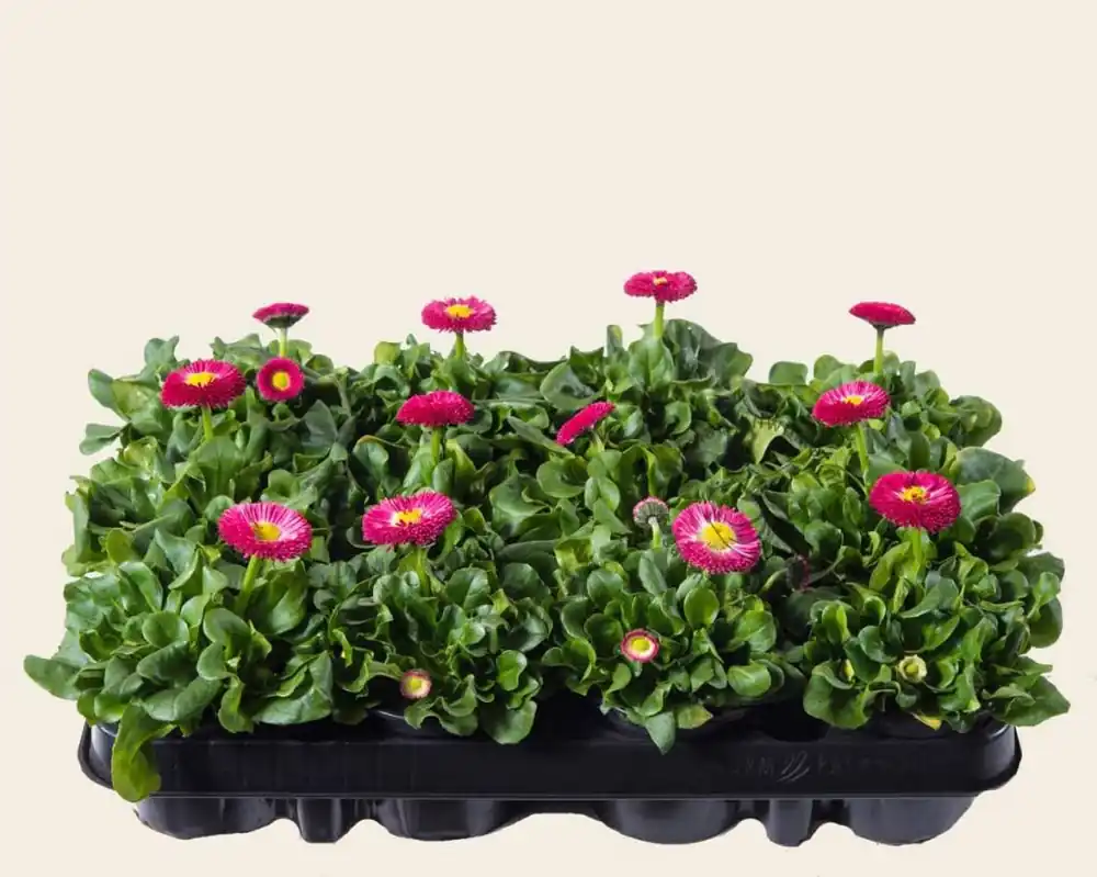 Bellis Roze - Tray 12 st. - Hoge kwaliteit