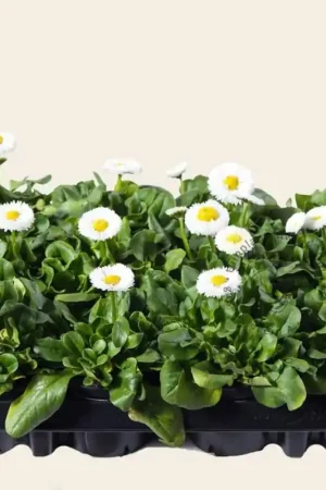 Bellis Wit - Tray 12 st. | Gratis retourneren