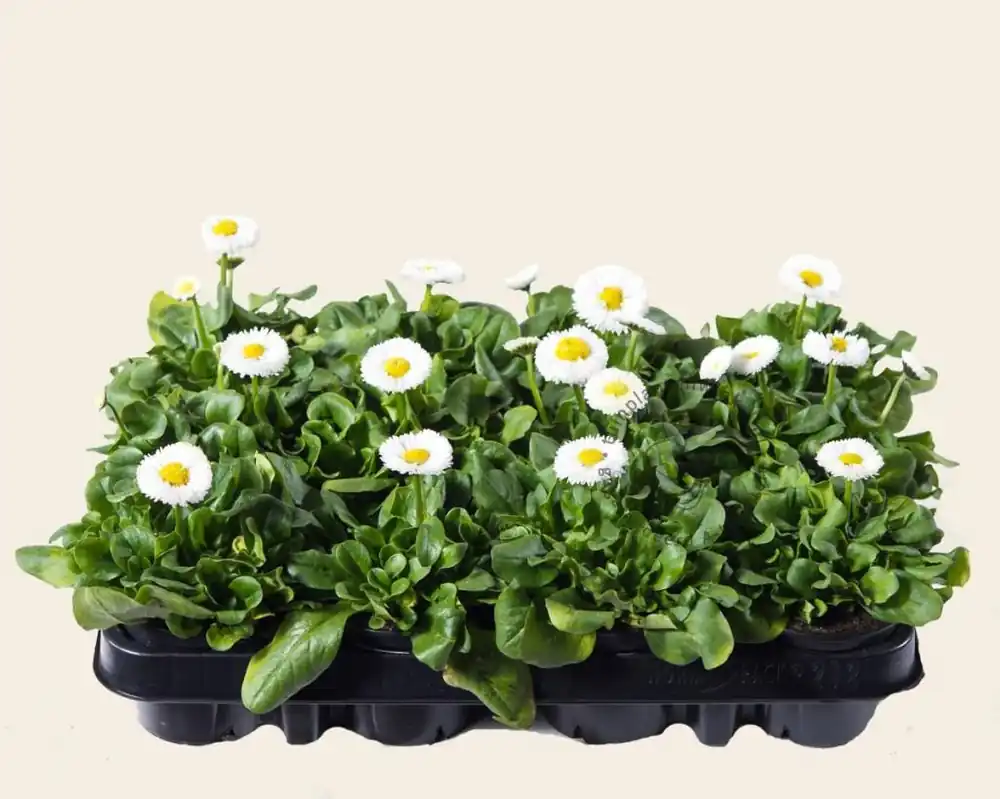 Bellis Wit - Tray 12 st. | Gratis retourneren