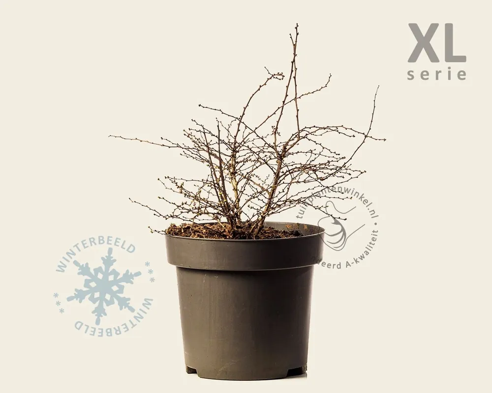 Nieuw product | Berberis thunbergii ‘Aurea‘ - XL