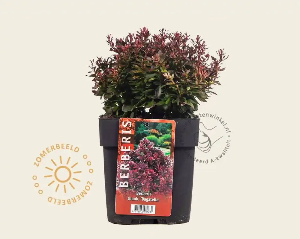 Berberis thunbergii ‘Bagatelle‘ - Nieuwe release