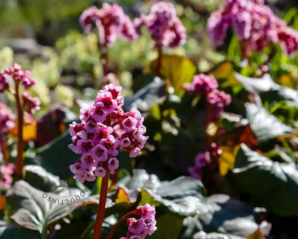 Bergenia ‘Bressingham Ruby‘ - Nieuw binnengekomen