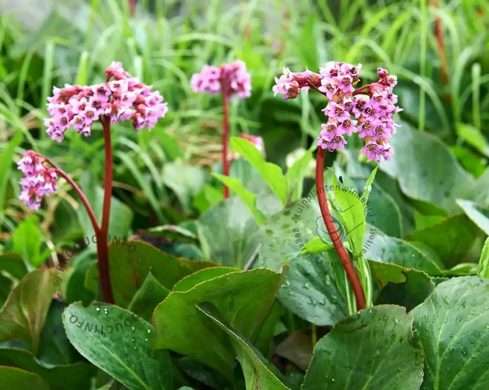 Bergenia cordifolia | Bestseller