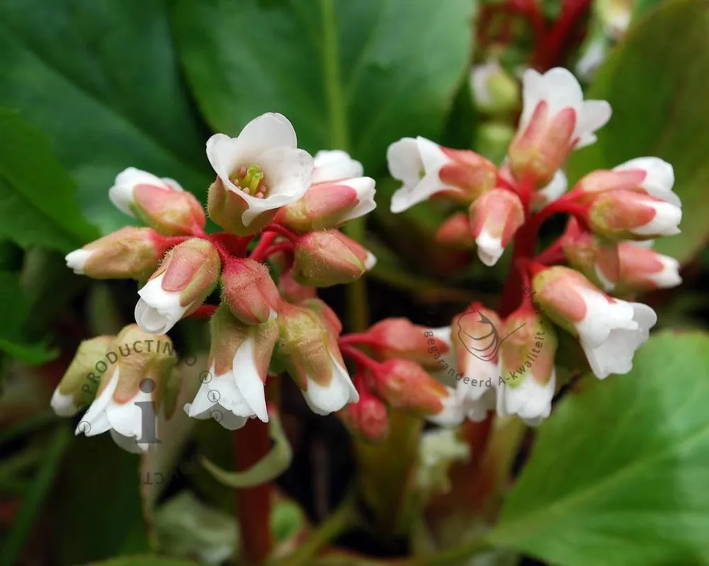 Bergenia ‘Silberlicht‘ | Veel voordeel