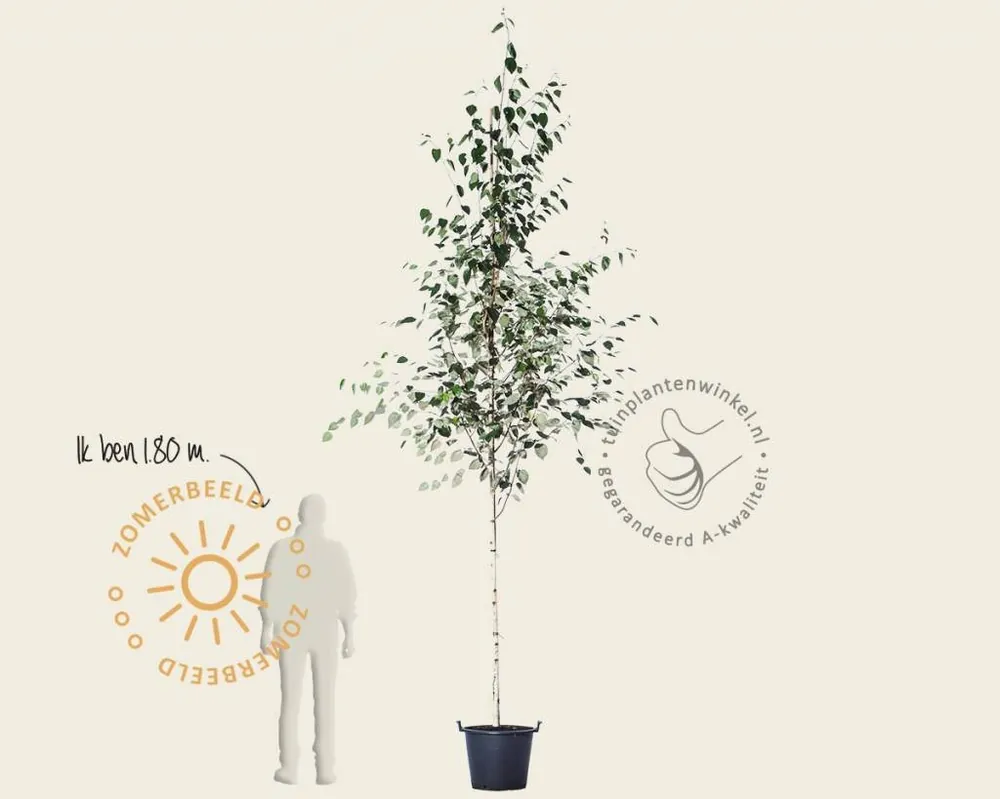 Bestseller | Betula utilis ‘Doorenbos‘