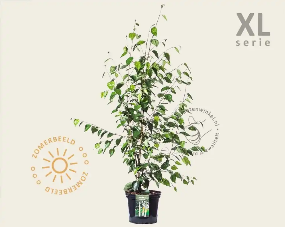 Betula utilis ‘Doorenbos‘ struik - XL - Tijdelijk aanbod