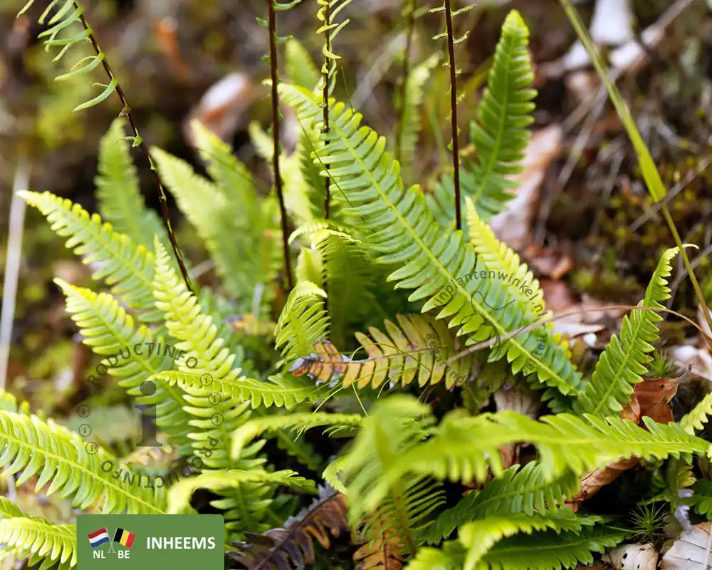 Veilig winkelen - Blechnum spicant