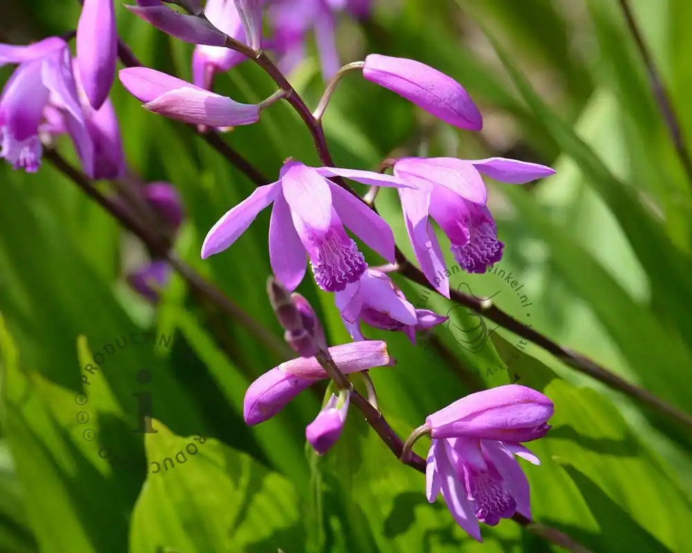 Nu beschikbaar - Bletilla striata