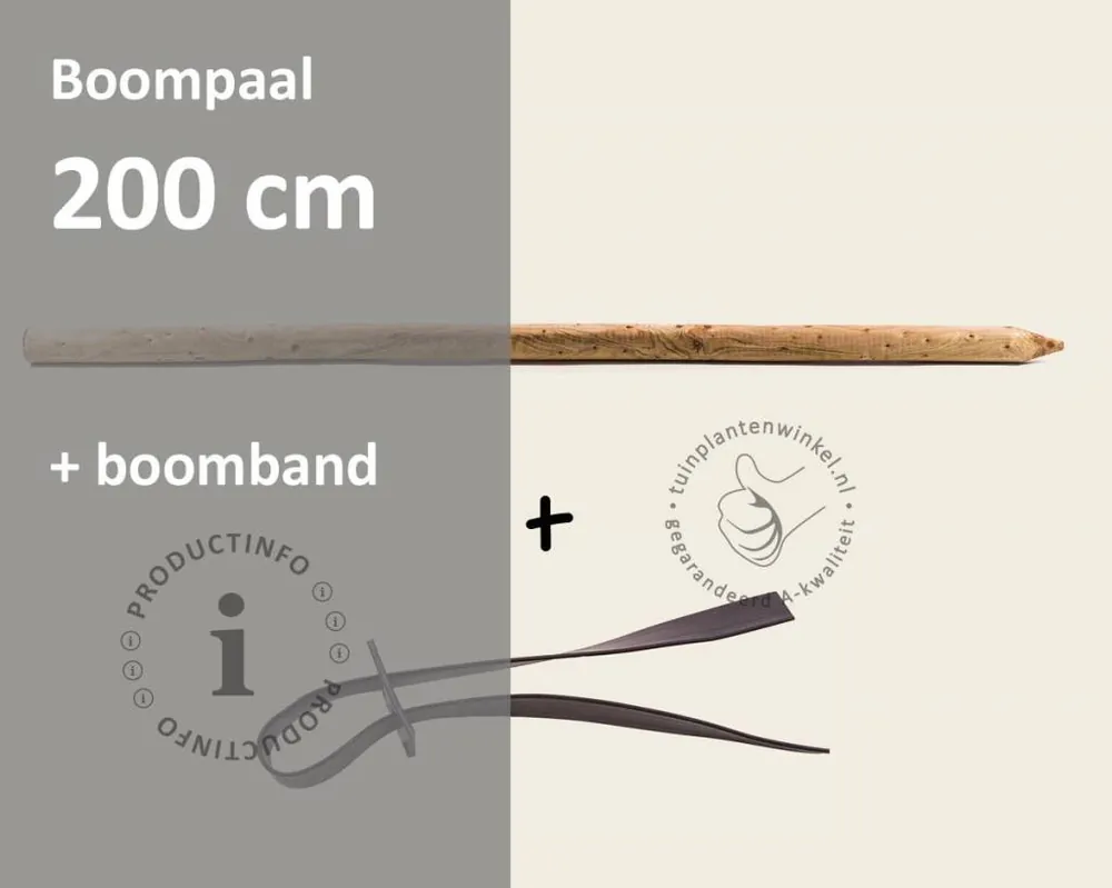 Boompaal - 200 cm + boomband | Prijsverlaging