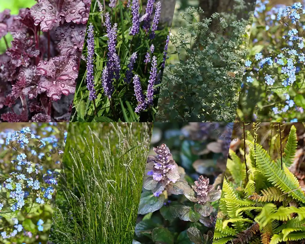 Online bestellen | Borderpakket Caerulea schaduw-halfschaduw - (pakket 05)