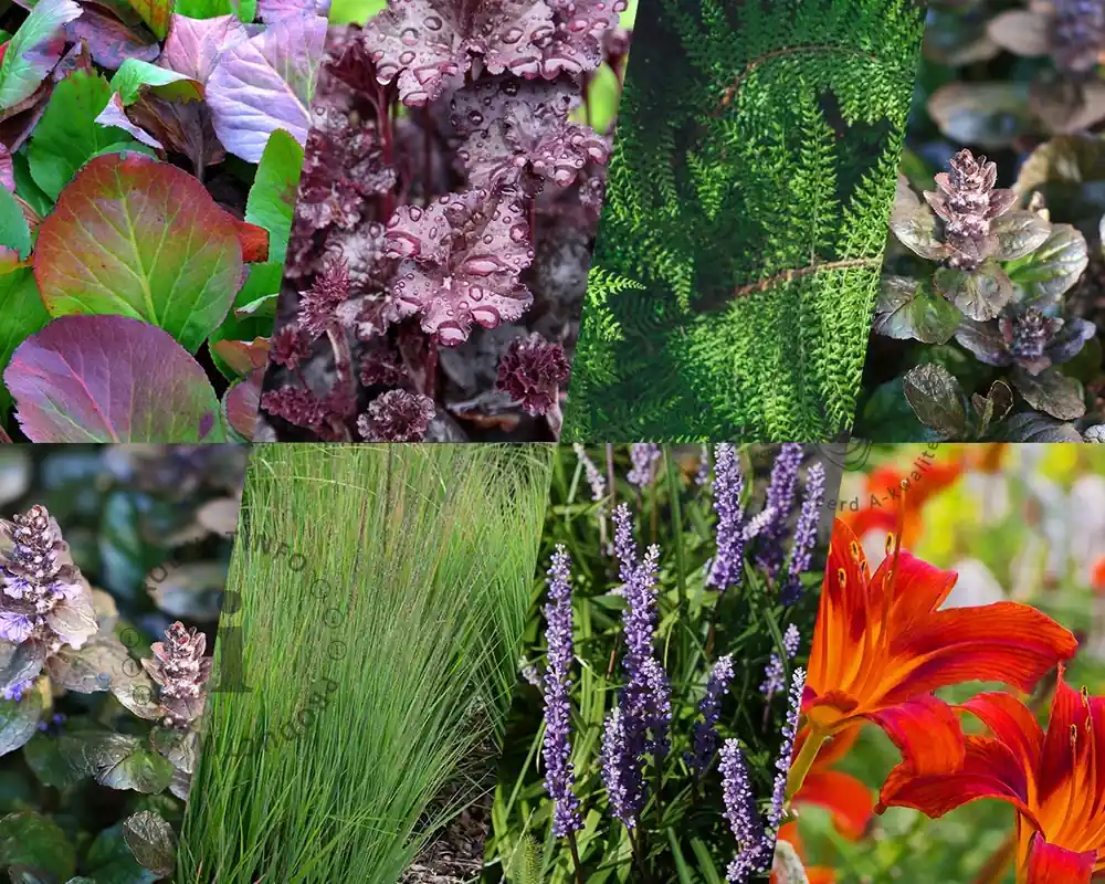 Borderpakket Purpurea schaduw-halfschaduw - (pakket 11) | Laatste dagen