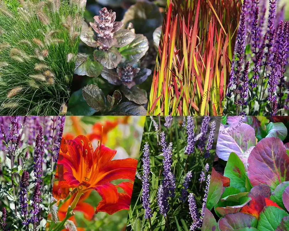 Borderpakket Purpurea zon-halfschaduw - (pakket 12) | Prijs verlaagd