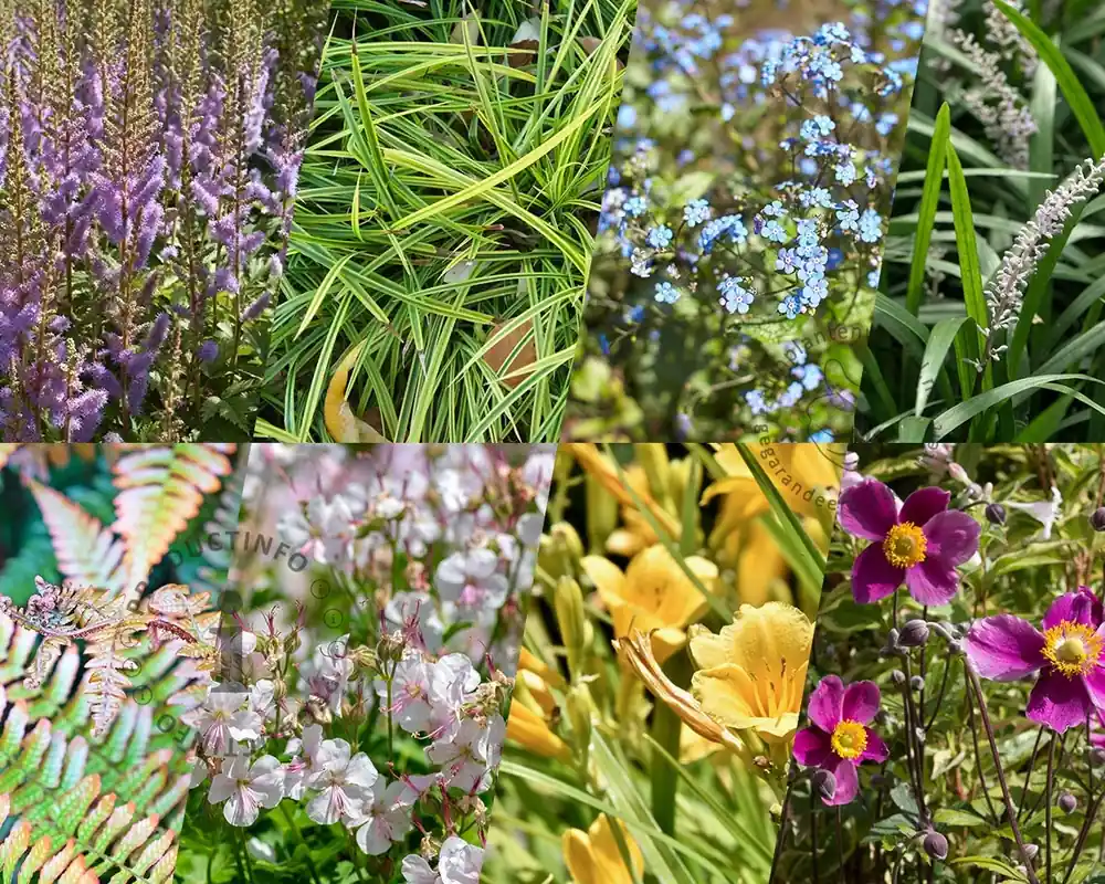 Borderpakket Variegata schaduw-halfschaduw - (pakket 15) - Spoedlevering