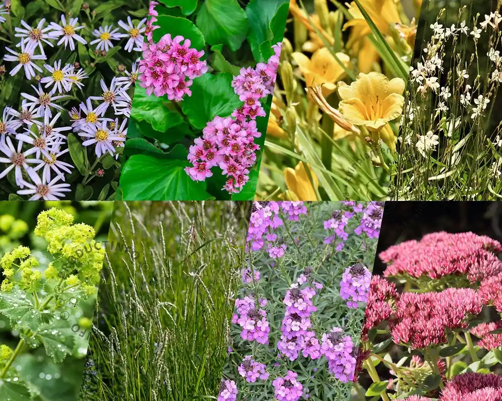 Lage prijs - Borderpakket Variegata zon-halfschaduw - (pakket 16)