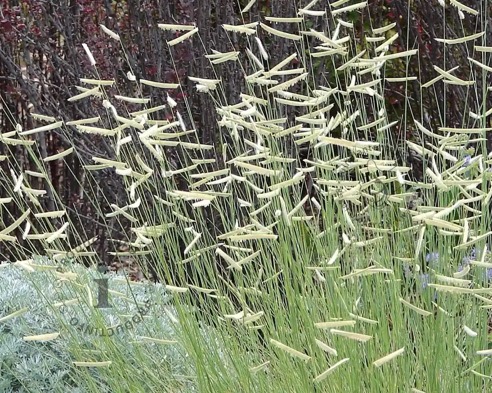 Bouteloua gracilis - Korting