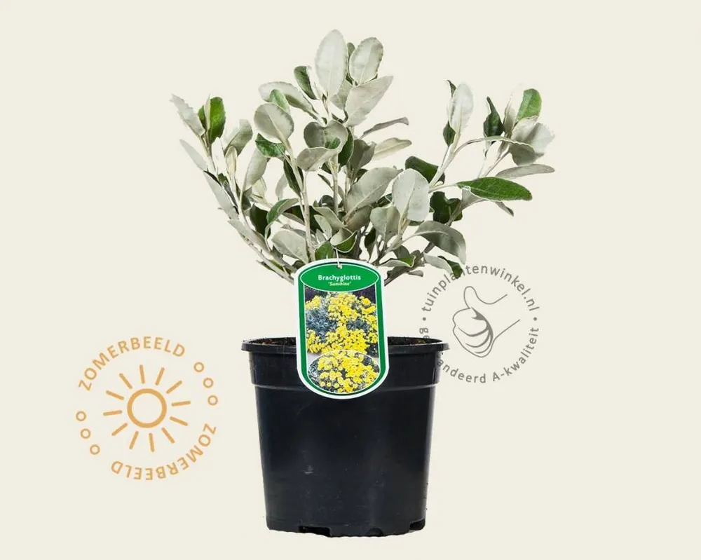 Brachyglottis senecio ‘Sunshine‘ - Outlet