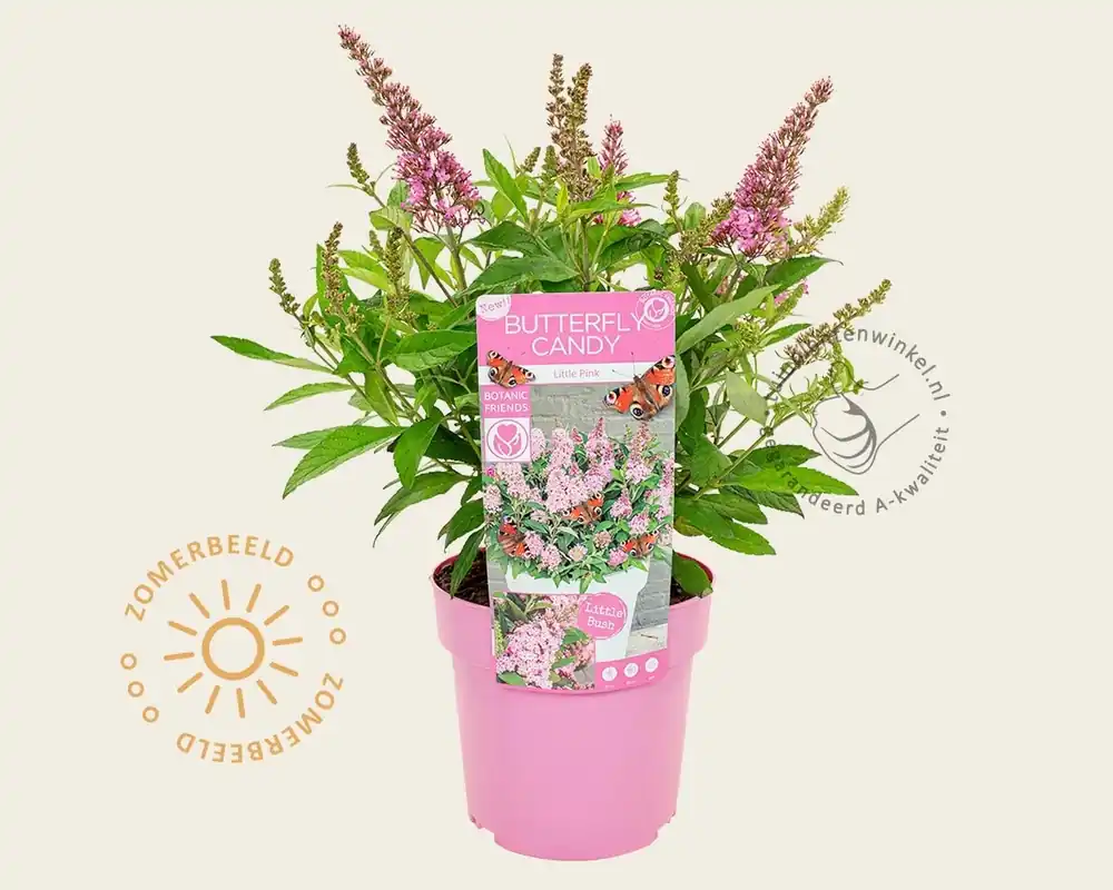 Bestseller | Buddleja Butterfly Candy ‘Little Pink‘