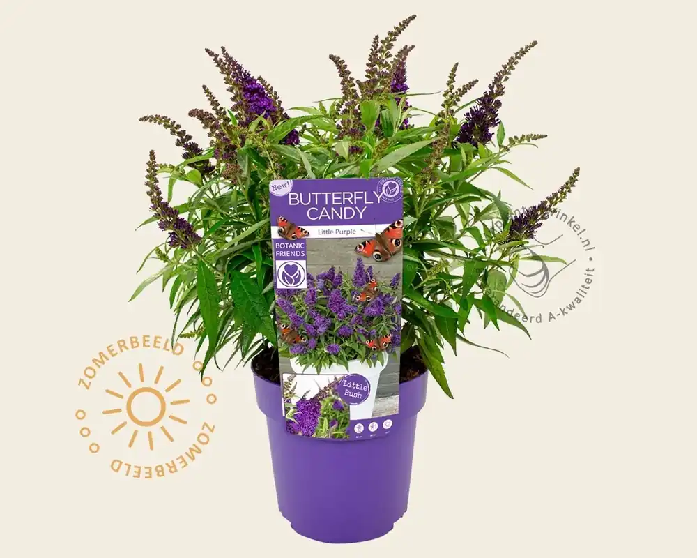 Veel voordeel | Buddleja Butterfly Candy ‘Little Purple‘