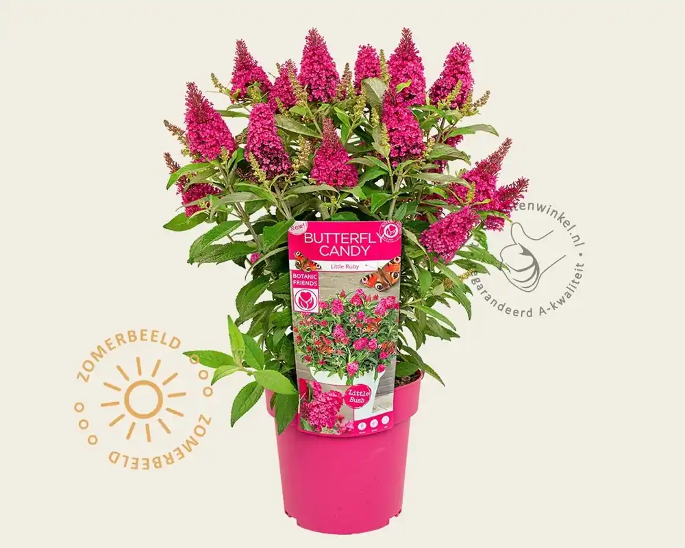 Premium | Buddleja Butterfly Candy ‘Little Ruby‘