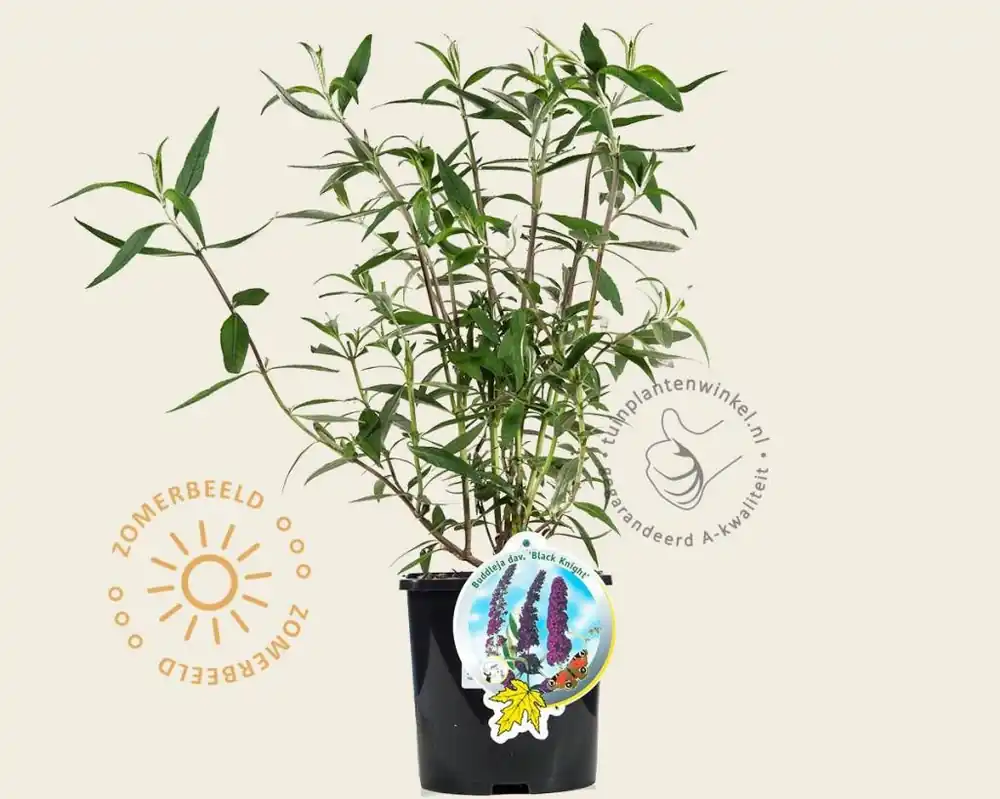 Sale - Buddleja davidii ‘Black Knight‘