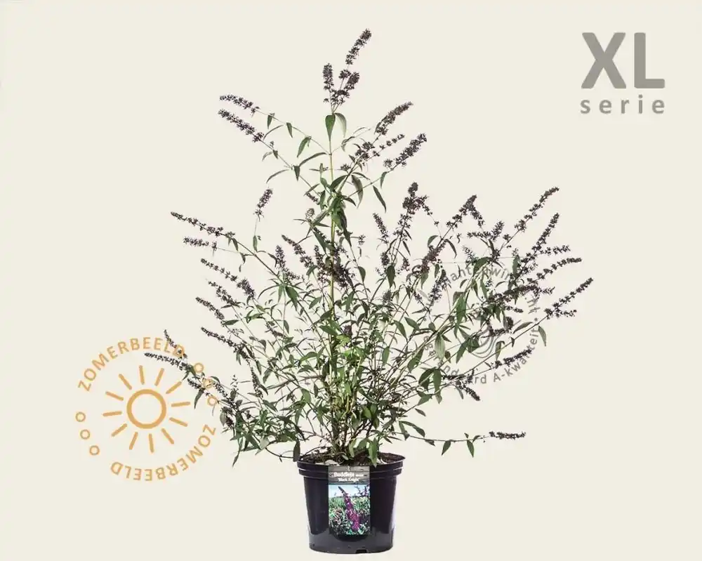 Buddleja davidii ‘Black Knight‘ - XL - Alleen deze week