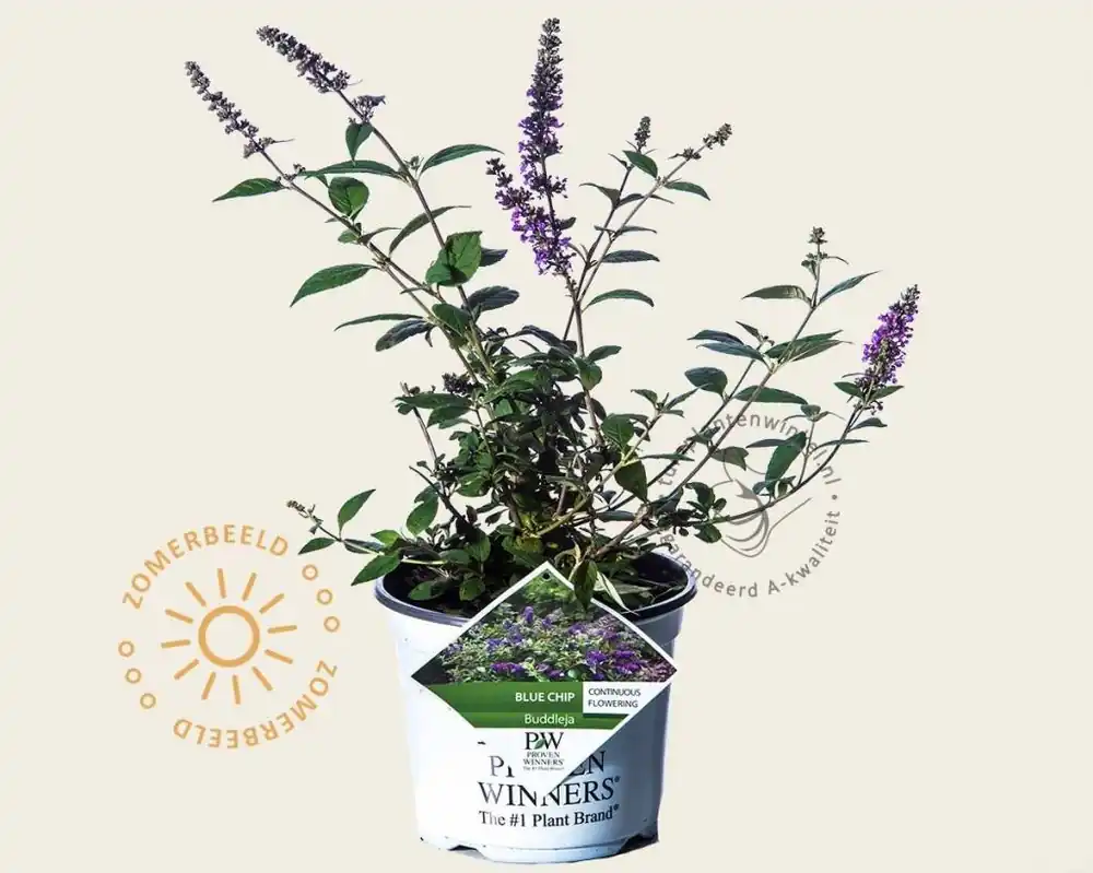 Buddleja davidii ‘Blue Chip‘ | Net toegevoegd