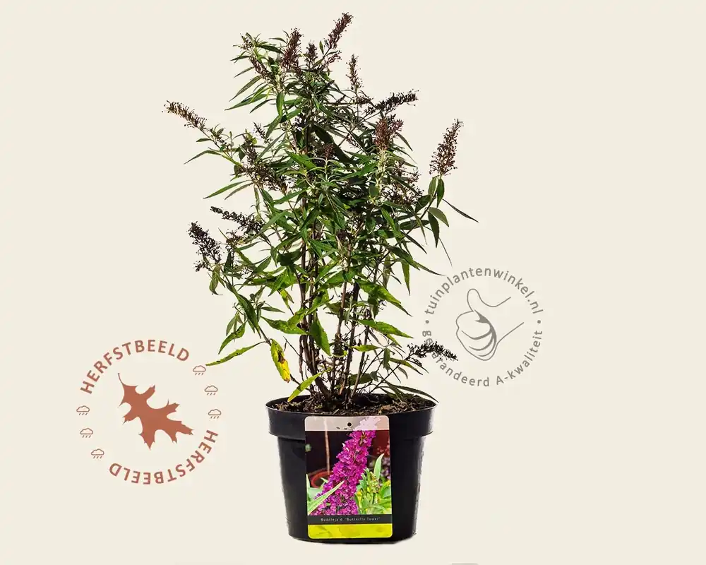 Buddleja davidii ‘Butterfly Tower‘ - Topdeal