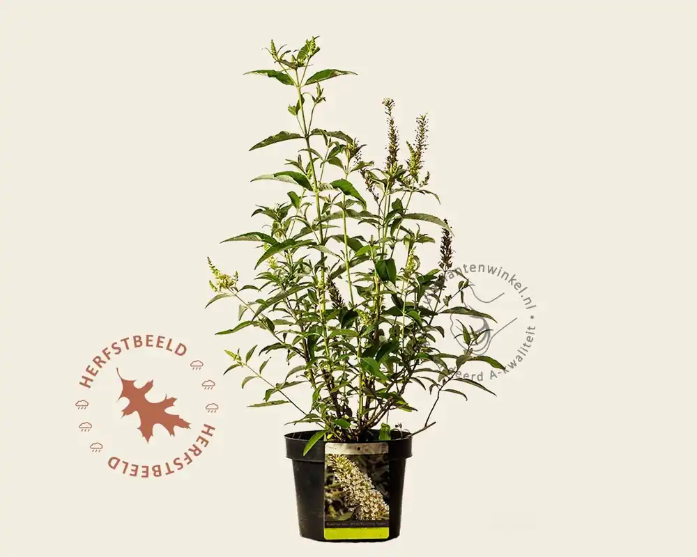 Buddleja davidii ‘Butterfly Tower White‘ - Opruiming