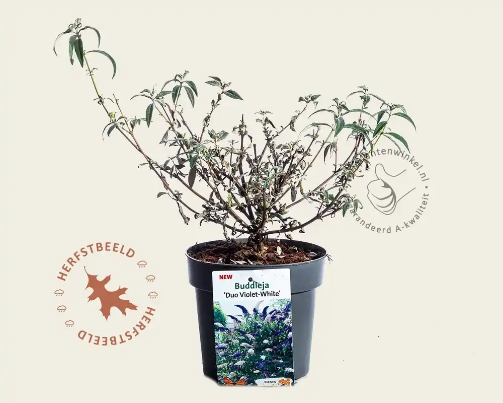 Wees er snel bij - Buddleja davidii ‘Duo Paars-Wit‘