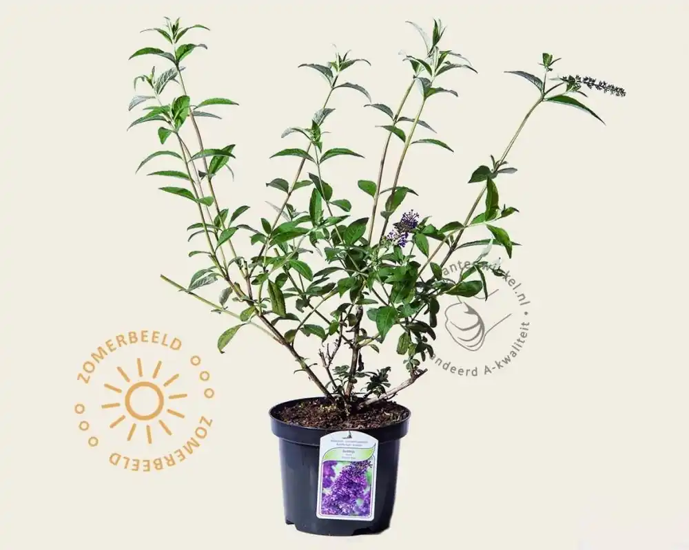 Buddleja davidii ‘Empire Blue‘ - Hoge kwaliteit