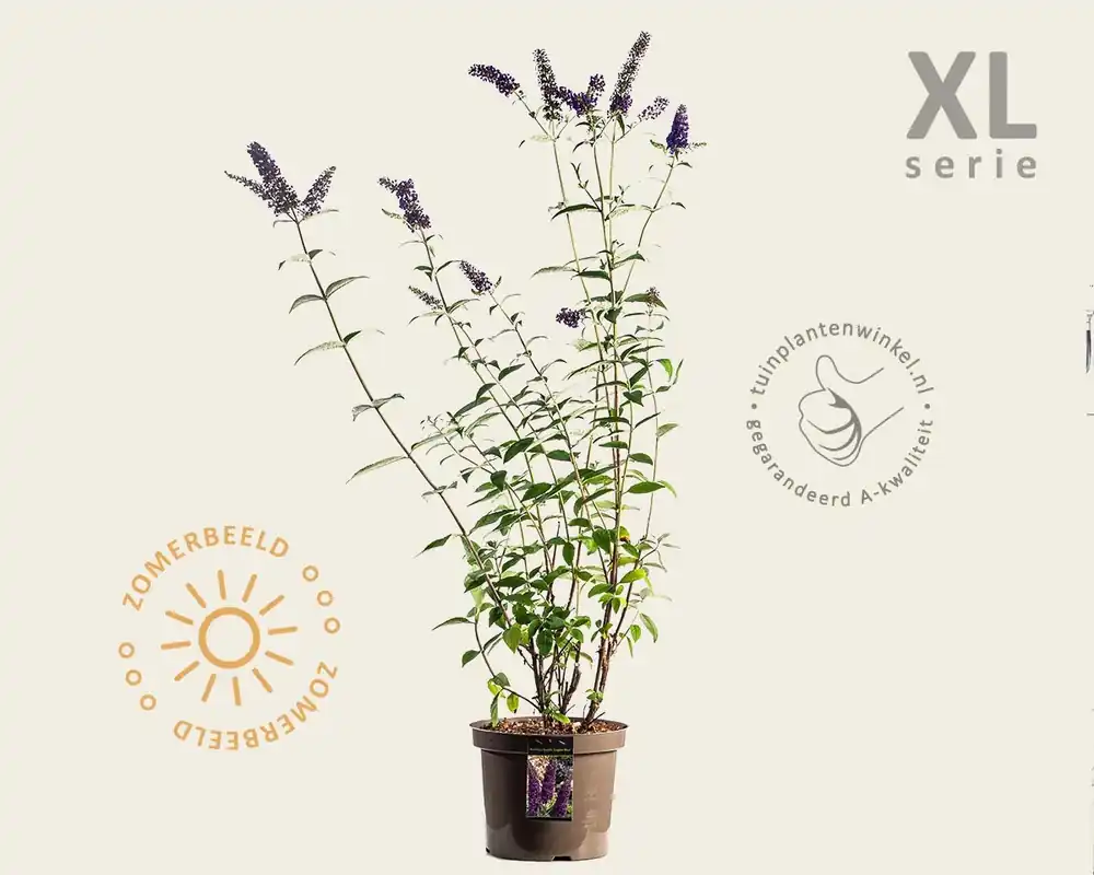 Shop nu - Buddleja davidii ‘Empire Blue‘ - XL
