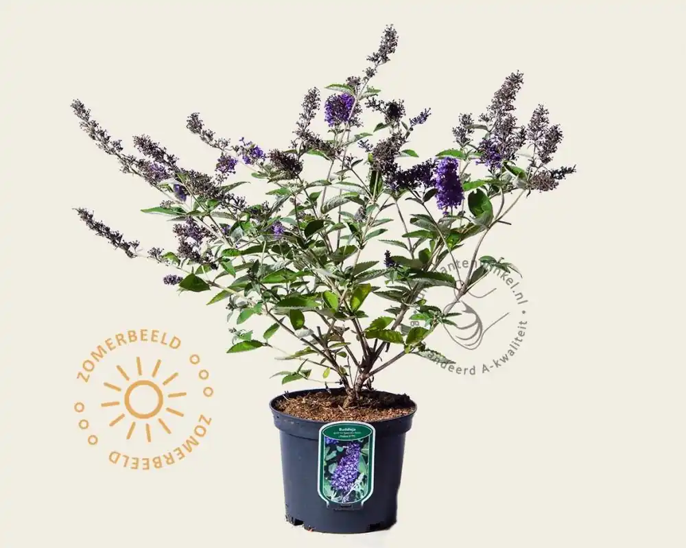 Vanaf nu beschikbaar - Buddleja davidii Free Petite ‘Blue Heaven‘