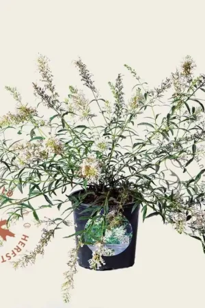 Zojuist toegevoegd - Buddleja davidii Free Petite ‘Snow White‘