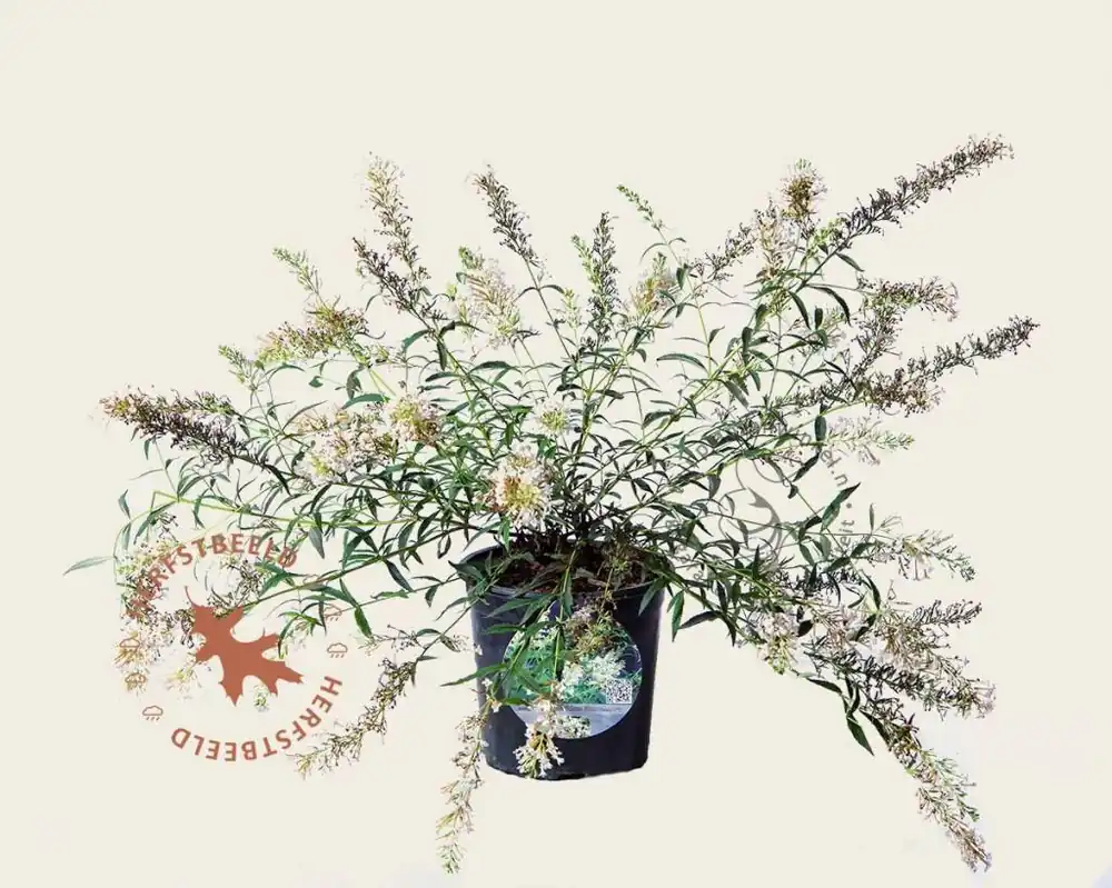 Zojuist toegevoegd - Buddleja davidii Free Petite ‘Snow White‘
