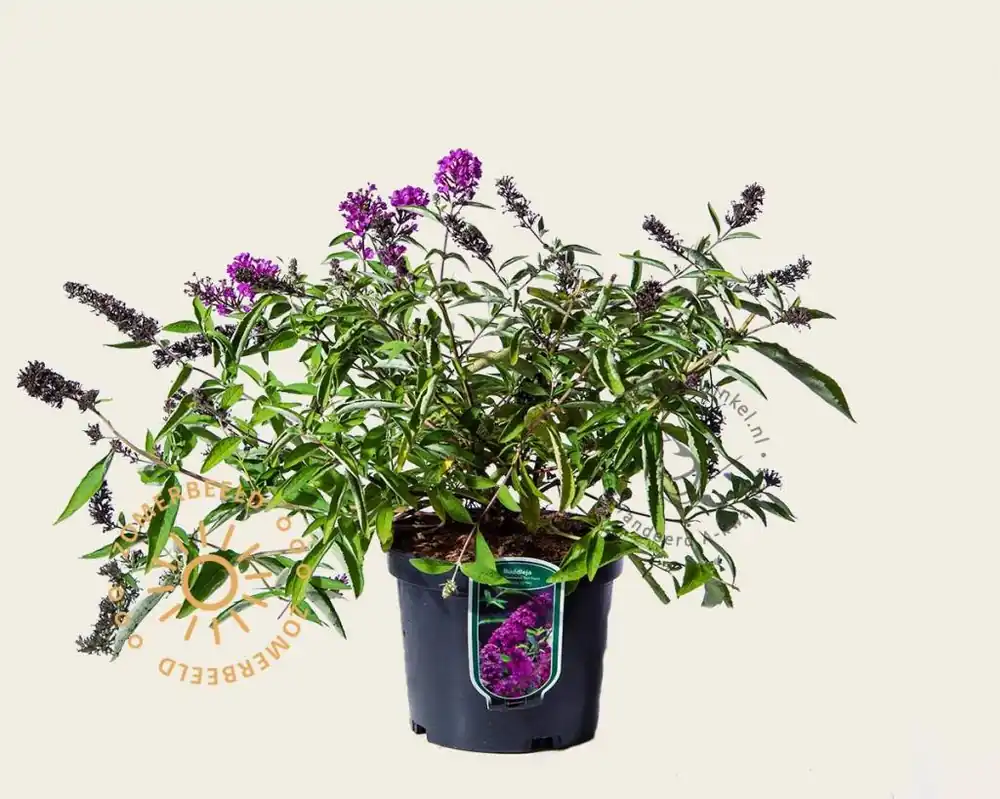 Buddleja davidii Free Petite ‘Tutti Frutti‘ | Bespaar nu