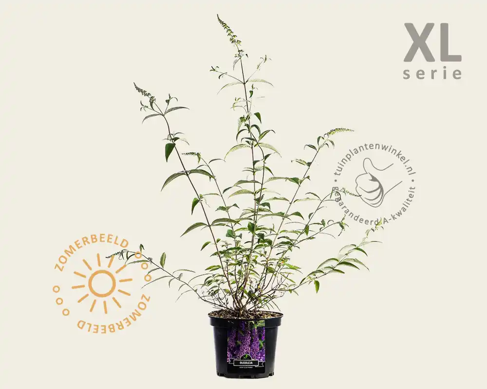 Hoge kwaliteit - Buddleja davidii ‘Ile de France‘ - XL
