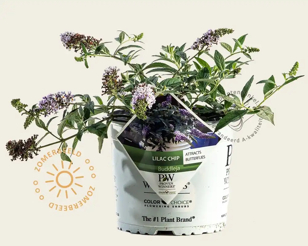 Actie - Buddleja davidii ‘Lilac Chip‘