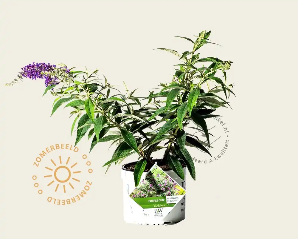 Buddleja davidii ‘Purple Chip‘ - Bestelbaar