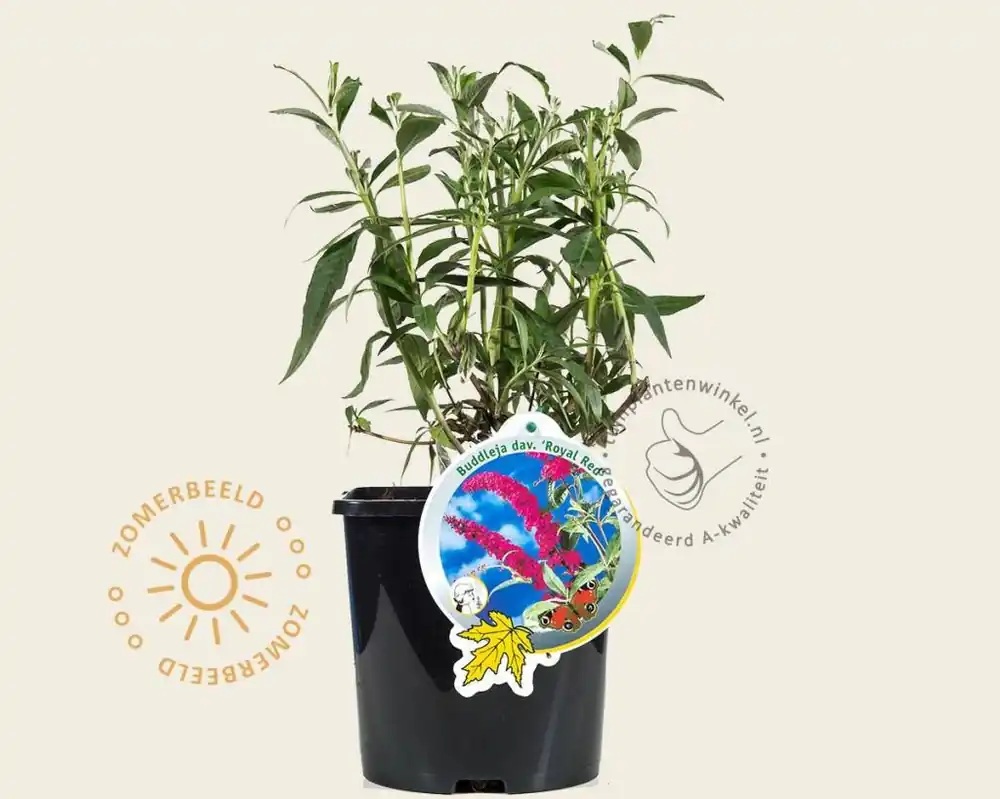 Buddleja davidii ‘Royal Red‘ | Direct bestellen