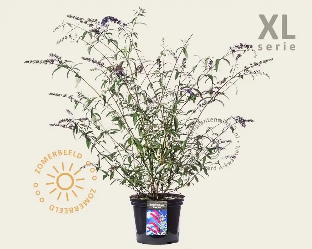 Buddleja davidii ‘Royal Red‘ - XL - Goed beoordeeld