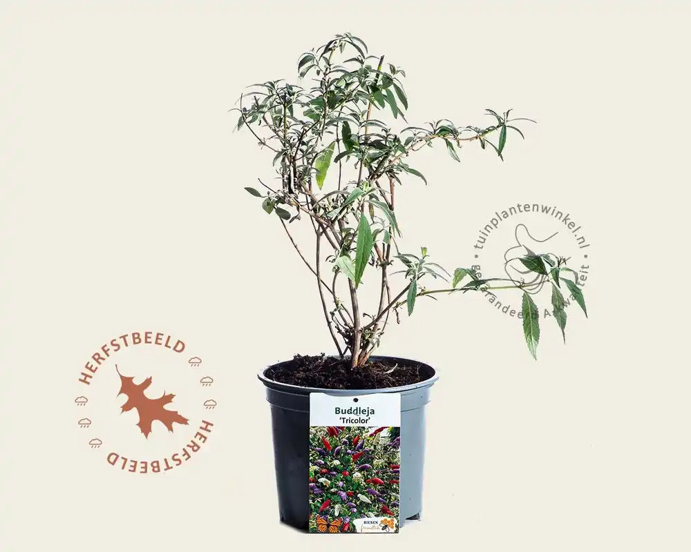 Scherpe prijs | Buddleja davidii ‘Tricolor‘