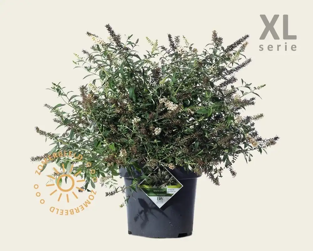 Profiteer nu - Buddleja davidii ‘White Chip‘ - XL