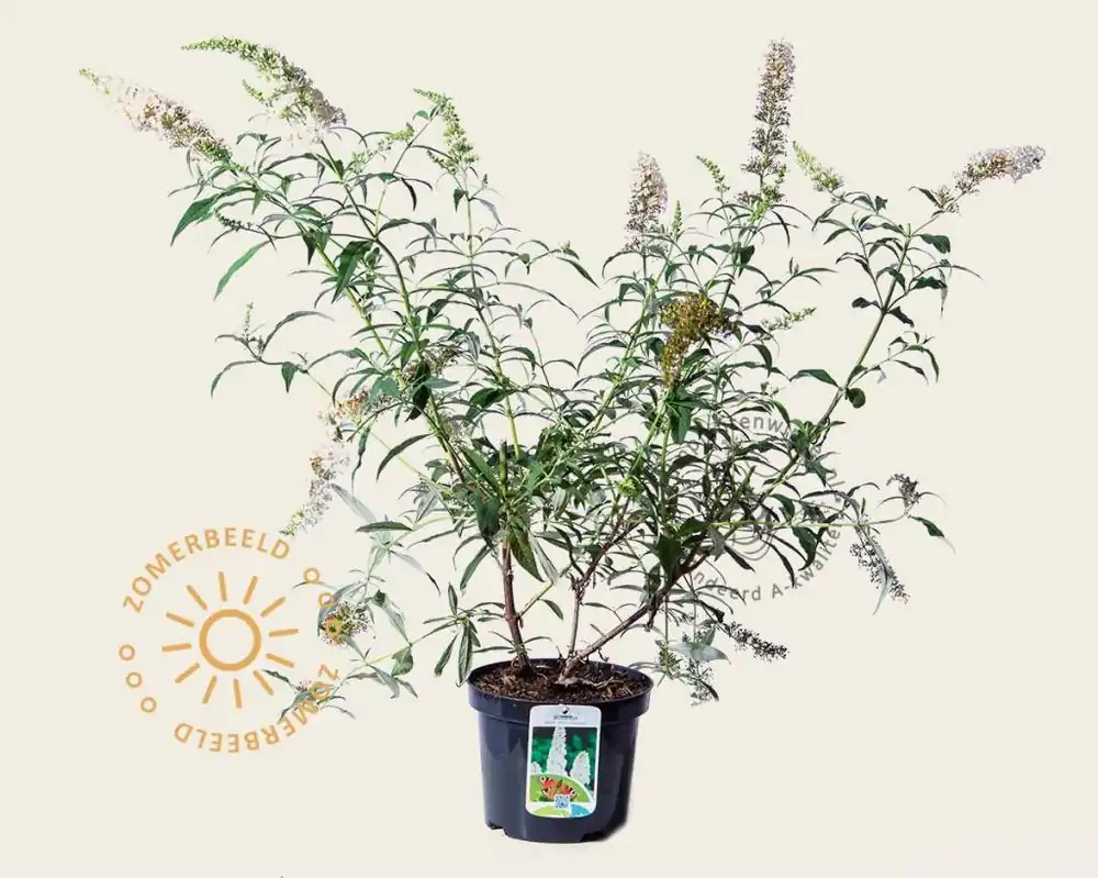 Nog maar een paar beschikbaar - Buddleja davidii ‘White Bouquet‘