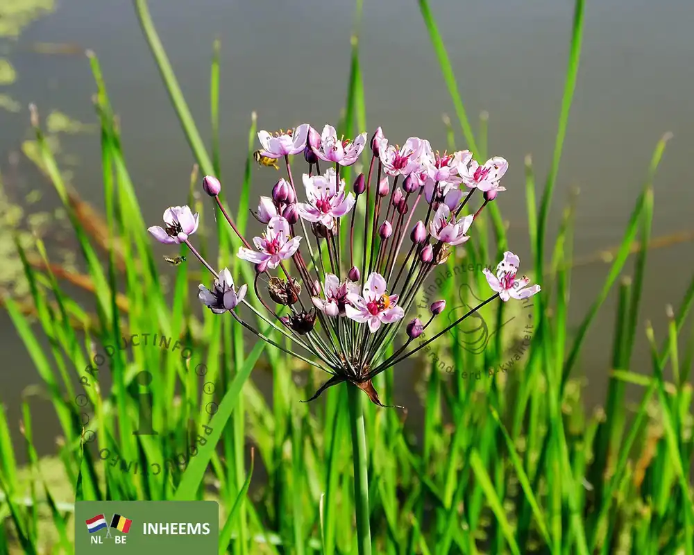 Bestel vandaag | Butomus umbellatus