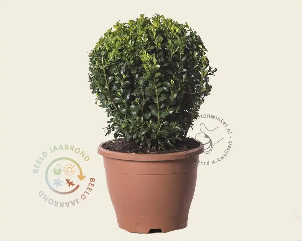 Buxus - bolvorm | Voeg toe aan winkelwagen