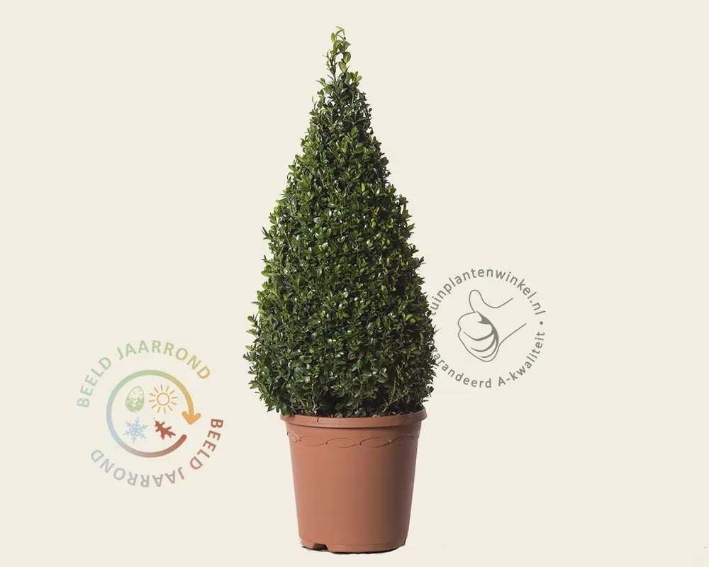 Buxus - kegelvorm | Veilig winkelen