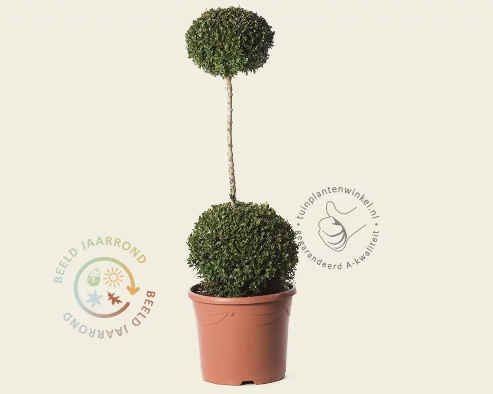 Nog maar een paar beschikbaar - Buxus sempervirens 2 bollen op stam