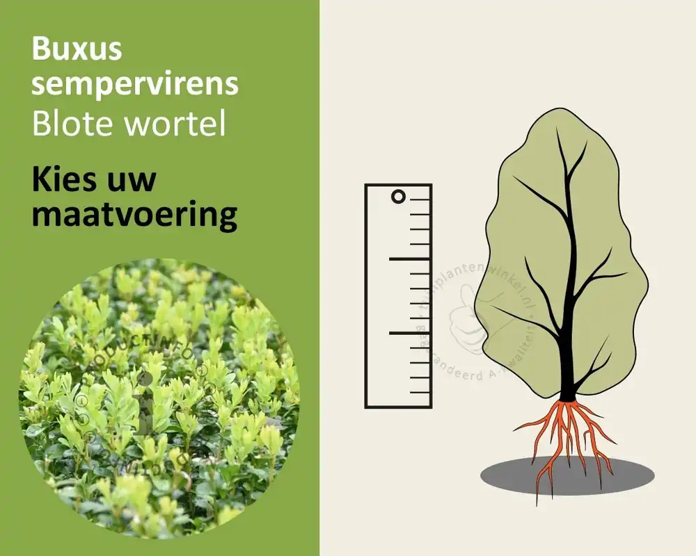Buxus sempervirens - blote wortel | Aanrader