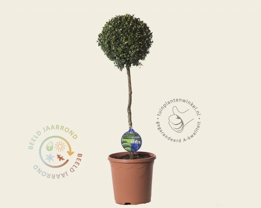 Buxus sempervirens bol - 45 cm stam - Snelle verzending